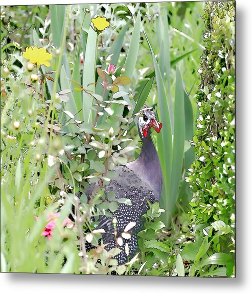 Chicken Metal Print featuring the photograph Garden Hen by Mary Underwood