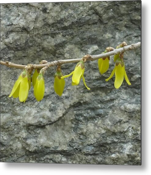 Decoration Metal Print featuring the photograph Garland by Catherine Arcolio