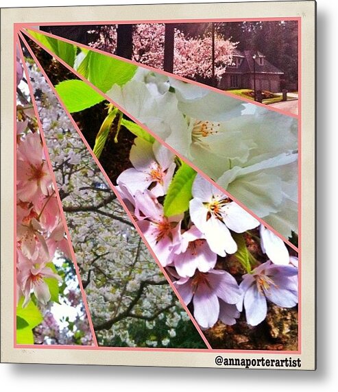 Fuzel Metal Print featuring the photograph Glimpses Of Spring - Flowering Dogwood by Anna Porter