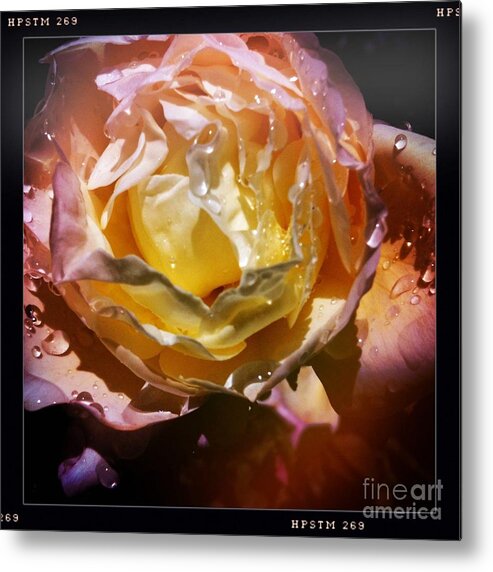 Raindrops Metal Print featuring the photograph Glistening Rose by Denise Railey