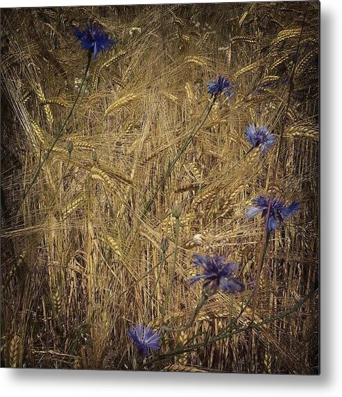 Love Metal Print featuring the photograph Gold And Blue by Emanuela Carratoni