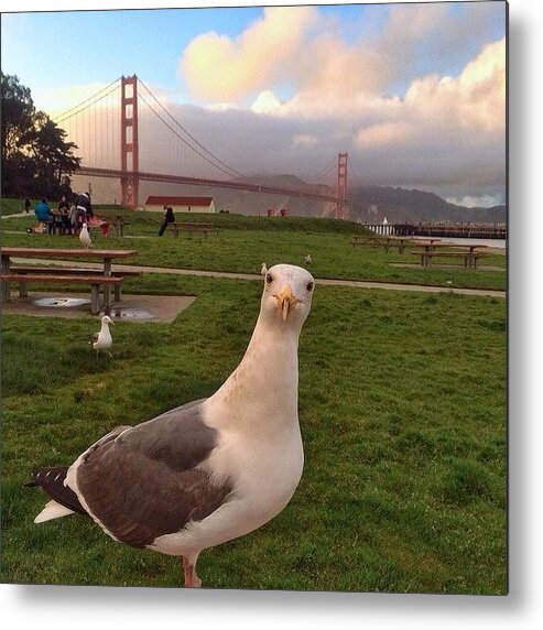  Metal Print featuring the photograph Golden Gate Background, Seagull Up Close by Karen Winokan