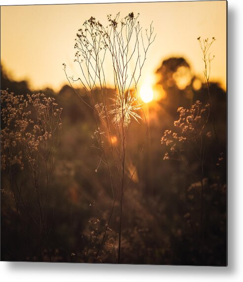 Sunshine Metal Print featuring the photograph Golden Hour by Maria Robinson