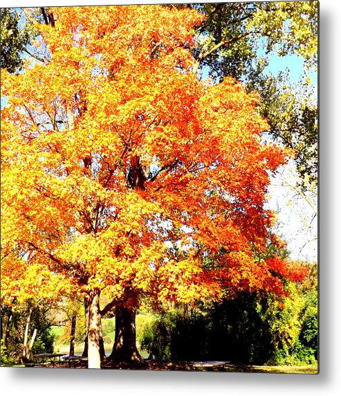 Golden Picnic Spot Metal Print featuring the photograph Golden Picnic Spot by Darren Robinson