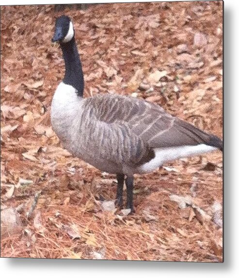 Goose Metal Print featuring the photograph #goose Can It Just Not Chase Me Please by Constance Elizabeth