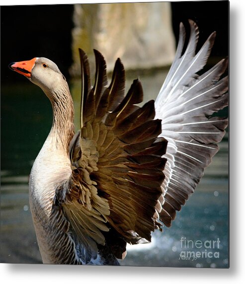 Nature Metal Print featuring the photograph Goose Feathers by Nava Thompson