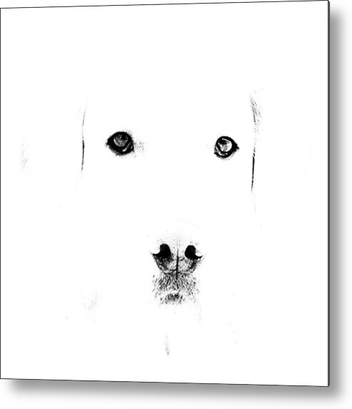 Dog Metal Print featuring the photograph Dog face by Mike Santis
