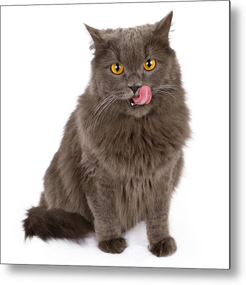 Cat Metal Print featuring the photograph Gray cat with tongue out isolated on white by Good Focused