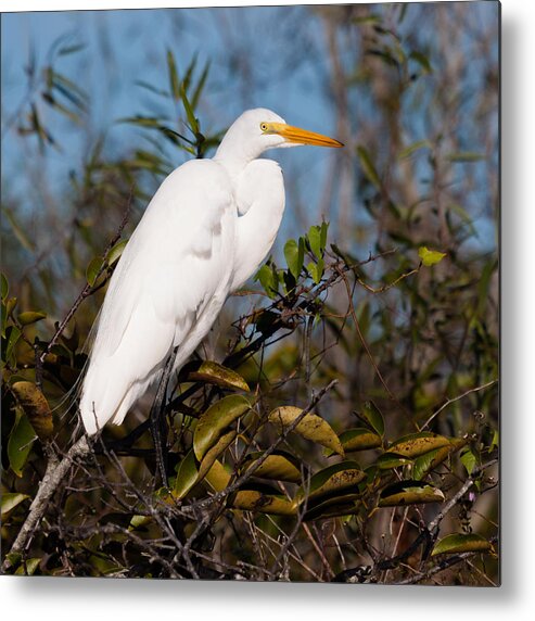 Egret Metal Print featuring the photograph Great White Egret by Raul Rodriguez