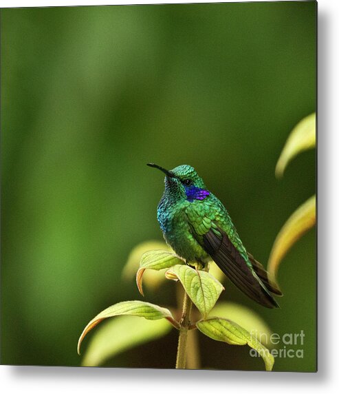 Bird Metal Print featuring the photograph Green Violetear Hummingbird by Heiko Koehrer-Wagner