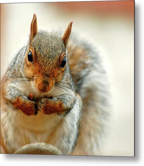 Grey Squirrel Metal Print featuring the photograph Grey Squirrel by Ian Gowland/science Photo Library