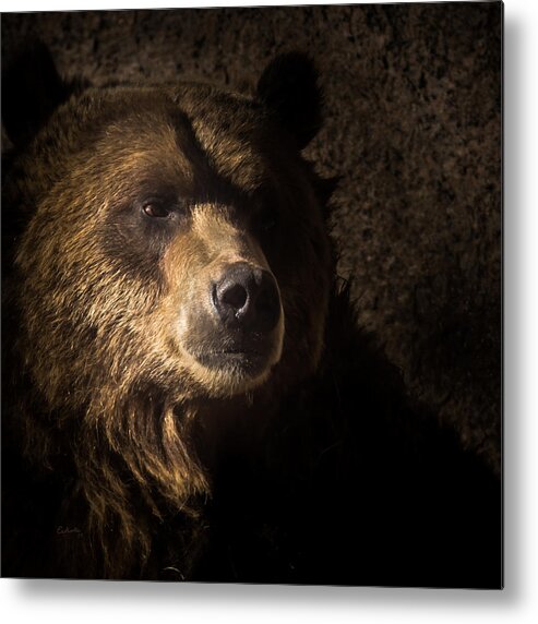 Animals Metal Print featuring the photograph Grizzly 2 by Ernest Echols