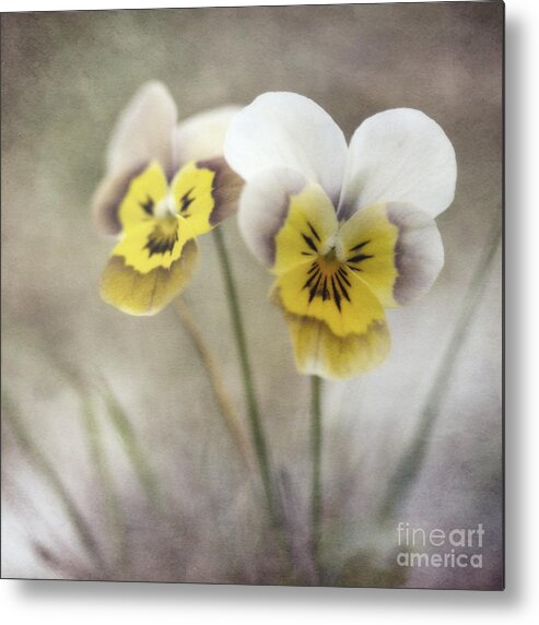Pansy Metal Print featuring the photograph Growing Wild by Priska Wettstein