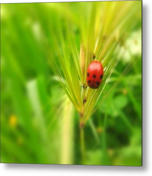Love Metal Print featuring the photograph Haapy Sunday!!! by Emanuela Carratoni