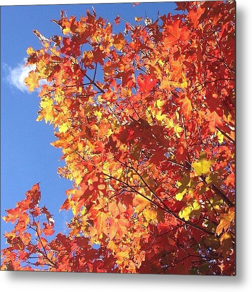  Metal Print featuring the photograph Happy Autumnal Equinox by Midlyfemama Kosboth