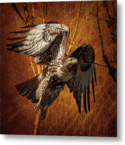 Hawk On Leather Metal Print featuring the photograph Hawk On Leather by Wes and Dotty Weber