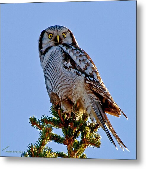 Hawk Owl Square Metal Print featuring the photograph Hawk Owl square by Torbjorn Swenelius