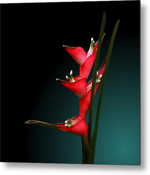 Fort Worth Metal Print featuring the photograph Heliconia Stricta by © Debi Dalio