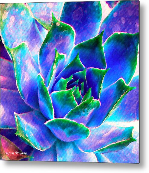 Hens And Chicks Photography Metal Print featuring the photograph Hens and Chicks series - Touches of Blue by Moon Stumpp