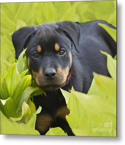 Rottweiler;puppy;puppies Metal Print featuring the photograph Hey here I am by Heiko Koehrer-Wagner