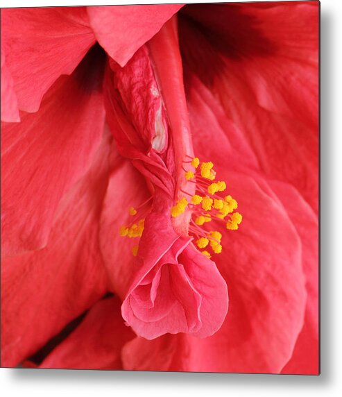 Hibiscus Metal Print featuring the photograph Hibiscus by Diane Fifield