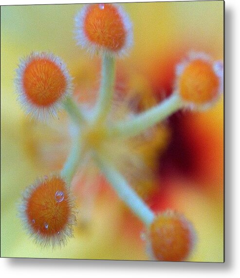 Macro Metal Print featuring the photograph Hibiscus Macro #iphoneography #macro by Brian Governale