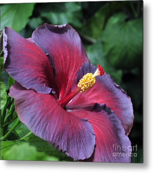 Hibiscus Metal Print featuring the photograph Hibiscus Night Fire by Terri Winkler