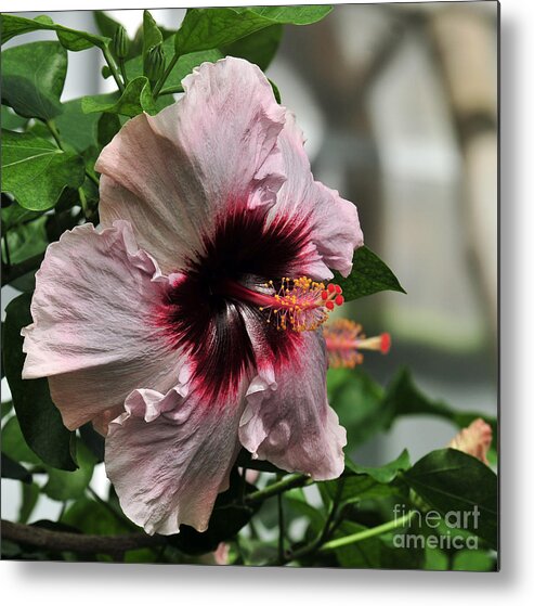 Hibiscus Metal Print featuring the photograph Hibiscus Romeo 1 of 2 by Terri Winkler