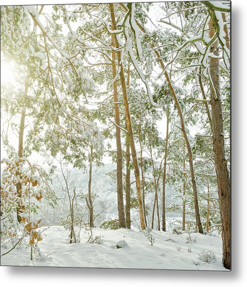 Scenics Metal Print featuring the photograph Hiking Way On A Mountain In Winter by Kerrick