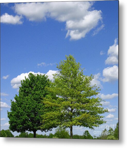 Trees Metal Print featuring the photograph Hilltop Trees by Ann Horn