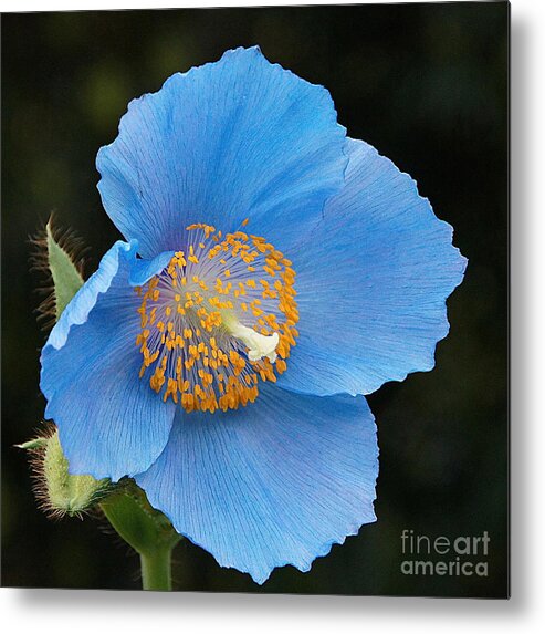 Himalayan Blue Poppy Metal Print featuring the photograph Himalayan Gift -- Meconopsis Poppy by Byron Varvarigos