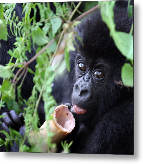Mountain Gorilla Metal Print featuring the photograph Hirwa Infant by David Beebe