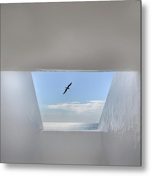 Seagull Metal Print featuring the photograph Hope by Anita Palceska