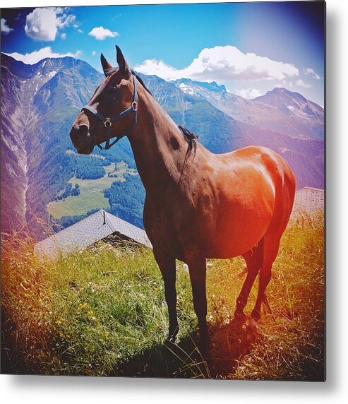 Horse Metal Print featuring the photograph Horse in the alps by Matthias Hauser