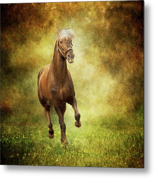 Horse Metal Print featuring the photograph Horse Running Free In Meadow by Christiana Stawski