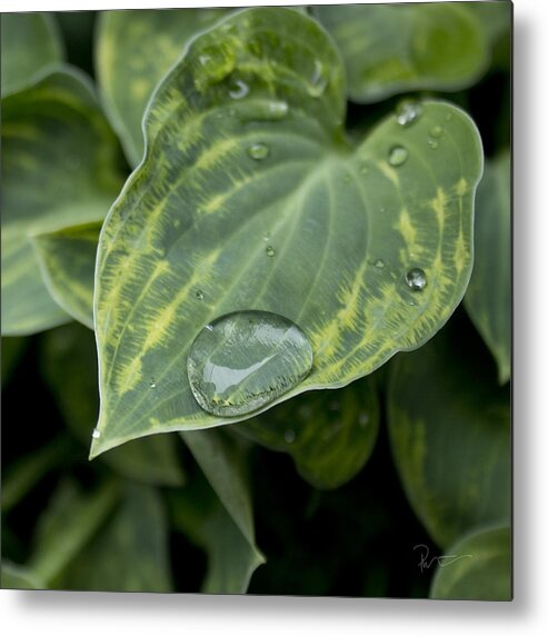 Hosta Metal Print featuring the photograph Hosta by Stephen Prestek