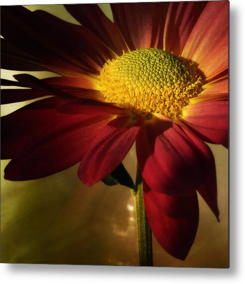 Floral Metal Print featuring the photograph Hot Toddy by Darlene Kwiatkowski