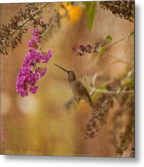 Dessert Metal Print featuring the photograph Hummingbird Eating by Bonnie Bruno