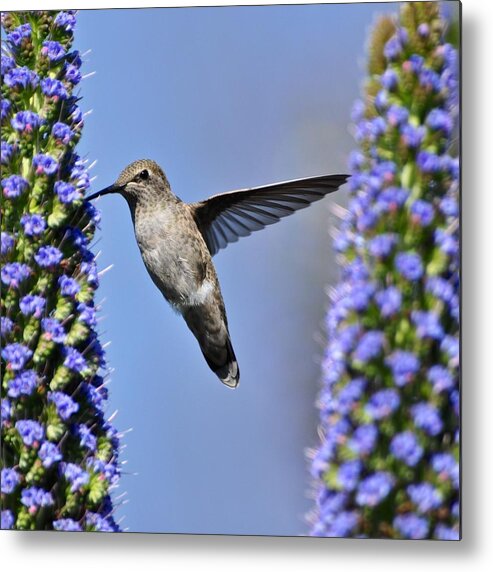 Hummingbirds Metal Print featuring the photograph Hummingbird Hover by Matt MacMillan