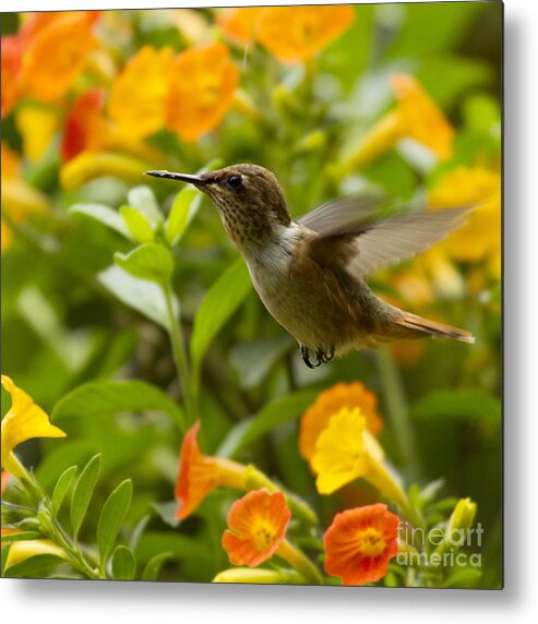 Bird Metal Print featuring the photograph Hummingbird looking for food by Heiko Koehrer-Wagner