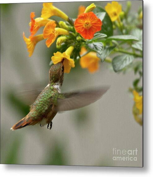 Bird Metal Print featuring the photograph Hummingbird sips Nectar by Heiko Koehrer-Wagner