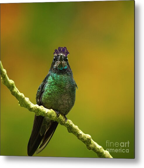 Magnificent Hummingbird Metal Print featuring the photograph Hummingbird with a lilac Crown by Heiko Koehrer-Wagner