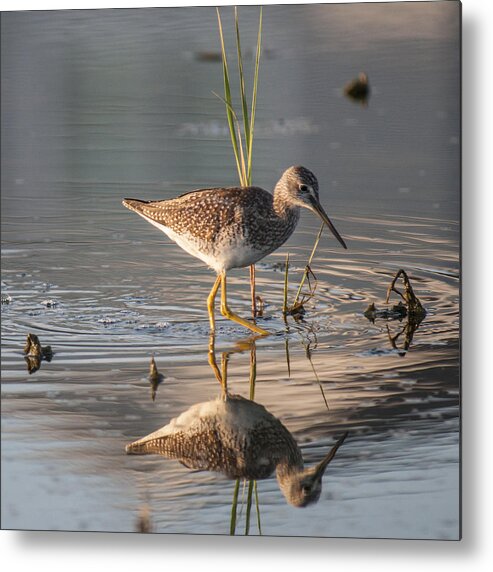 Lesser Yellowlegs Metal Print featuring the photograph Hunting by Cathy Kovarik