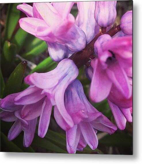 Flower Metal Print featuring the photograph Hyacinth Flower by Christy Beckwith