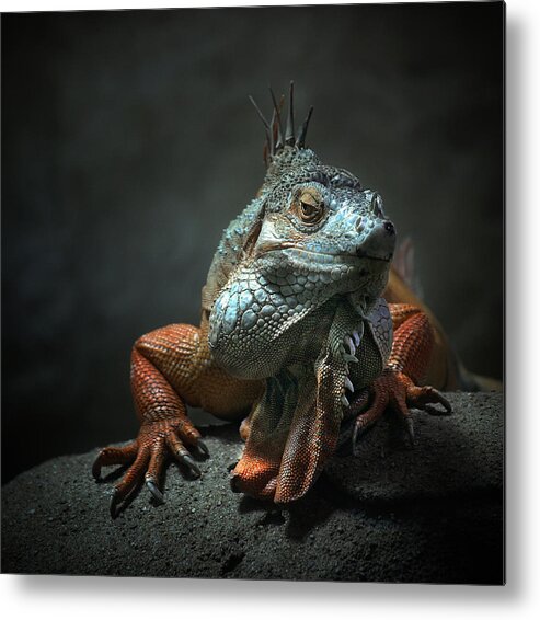 Animal Metal Print featuring the photograph I Am The King ,.. Who Else ! by Holger Droste