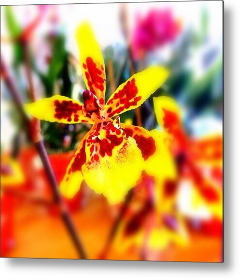  Metal Print featuring the photograph I Forgot The Name Of This Orchid by Kim Cafri