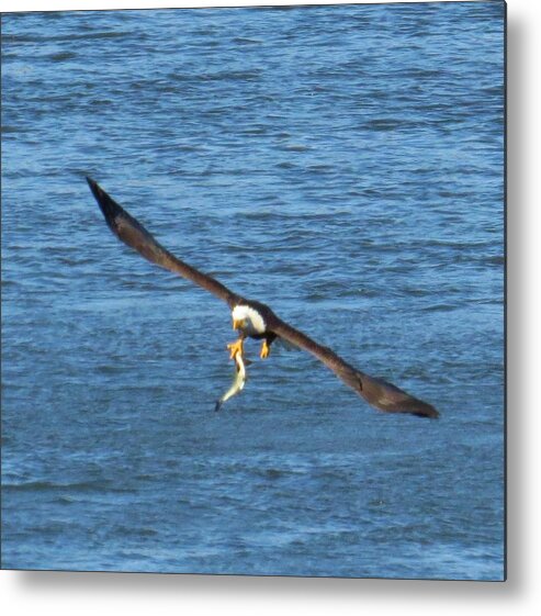 Bird Metal Print featuring the photograph I Have Lunch Today by Jeanette Oberholtzer