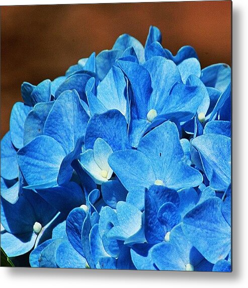 Hydrangeas Metal Print featuring the photograph I Have So Many Flower Pictures Now by Dalan Swenson