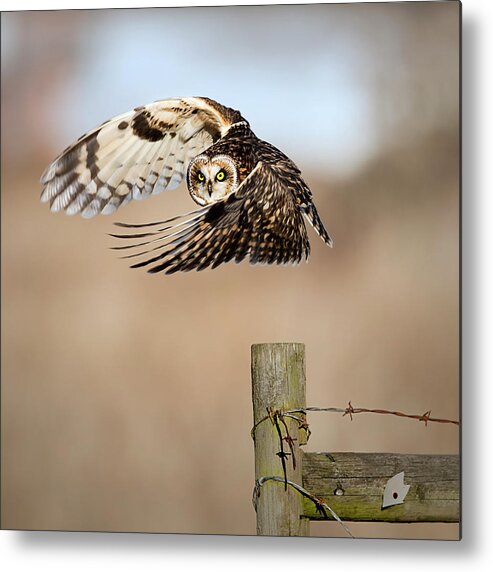 Wildlife Metal Print featuring the photograph I See You! by Fion Wong