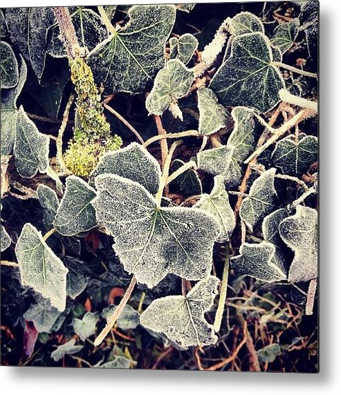 Cold Metal Print featuring the photograph Iced Ivy by Nic Squirrell
